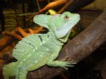 /album/fauna/basiliscus-plumifrons-jpg/